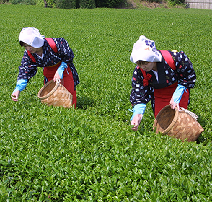 お茶摘み